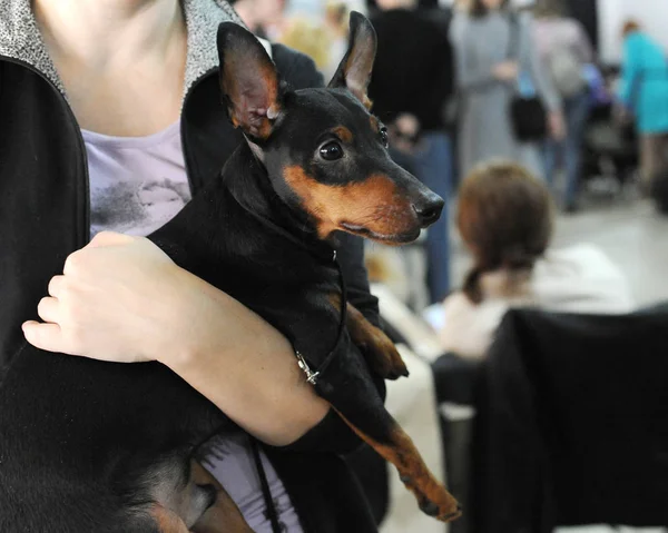 Basenji Exposição Cães Moscou — Fotografia de Stock