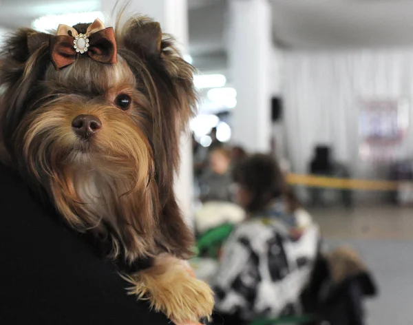 Yorkshire terrier köpek gösterisi, Moskova.