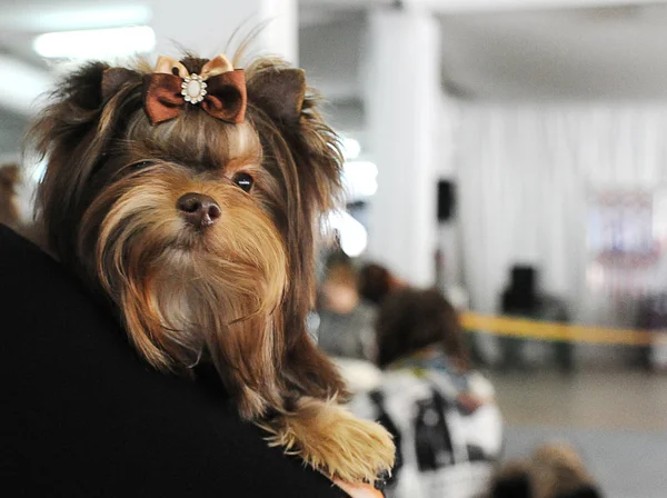 Yorkshire terrier köpek gösterisi, Moskova.