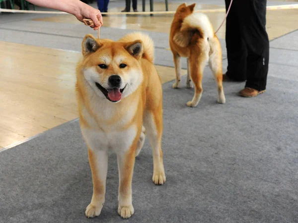 Akita Exposição Cães Moscou — Fotografia de Stock