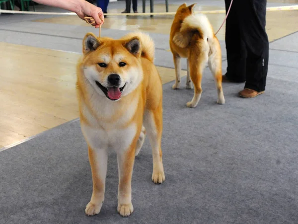 Akita Exposición Perros Moscú —  Fotos de Stock