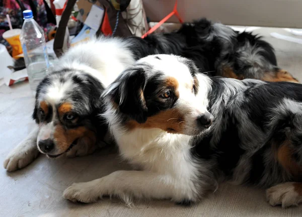 Avustralyalı çoban köpek gösterisi, Moskova