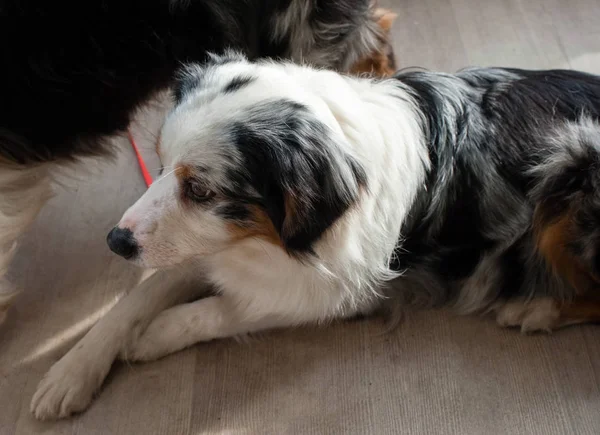 Avustralyalı çoban köpek gösterisi, Moskova