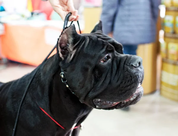 Cane Corso adlı köpek göstermek, Moskova.