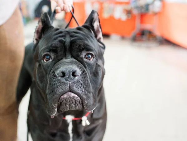 Cane Corso adlı köpek göstermek, Moskova.