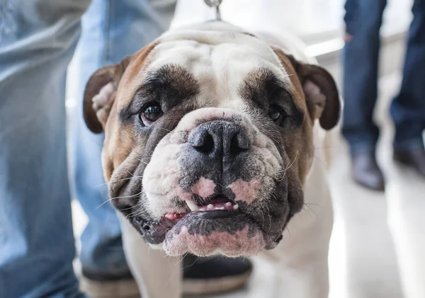 İngilizce Bulldog köpek gösterisi, Moskova.