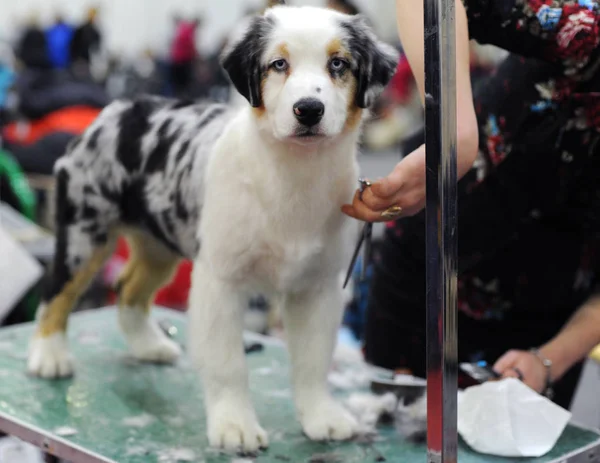 Avustralyalı çoban köpek gösterisi, Moskova.