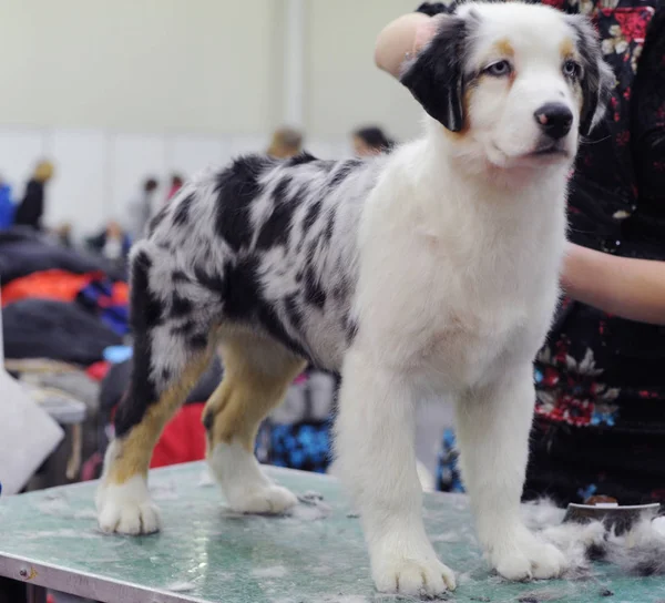 Avustralyalı çoban köpek gösterisi, Moskova.