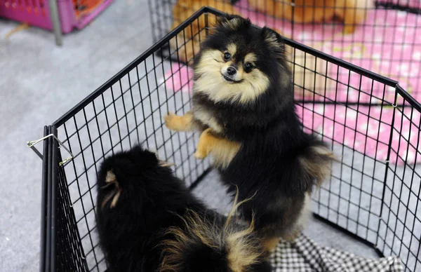 Pomeranian köpek gösterisi, Moskova.