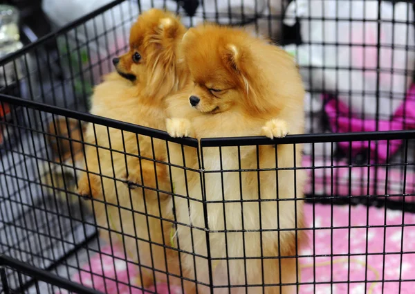 Pomeranian Hundutställningen Moskva — Stockfoto