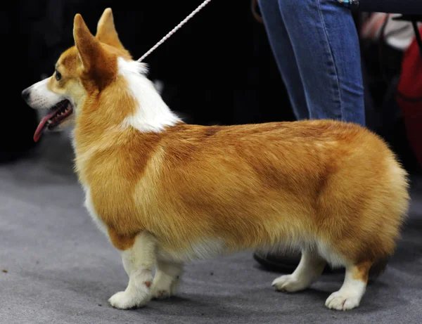 Welscher Corgi Auf Hundeausstellung Moskau — Stockfoto