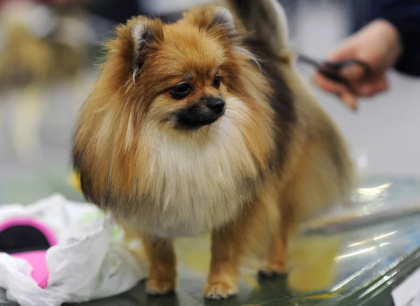 Pomeranian Köpek Gösterisi Moskova — Stok fotoğraf