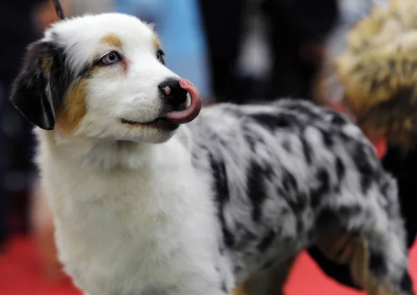 Australischer Schäferhund Auf Der Hundeausstellung Moskau — Stockfoto