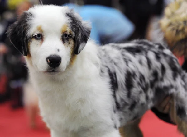 Australischer Schäferhund Auf Der Hundeausstellung Moskau — Stockfoto