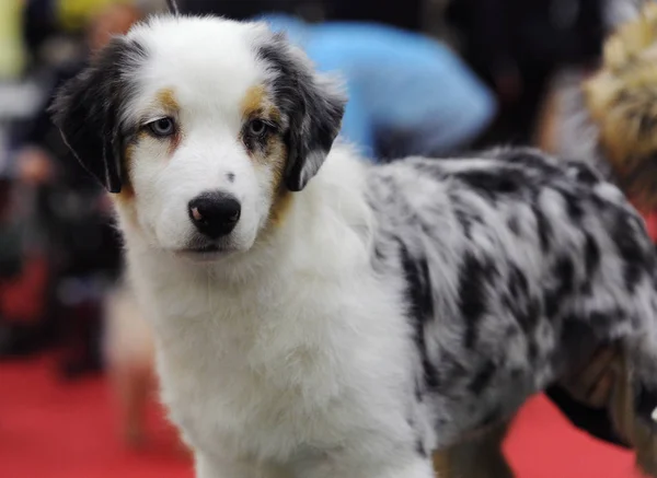 Australischer Schäferhund Auf Der Hundeausstellung Moskau — Stockfoto