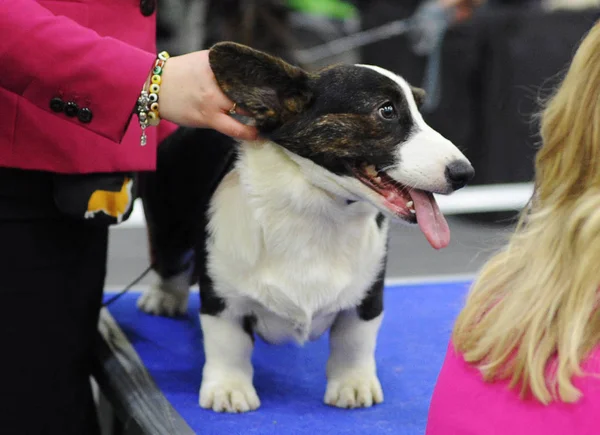 Galce Corgi köpek gösterisi, Moskova.