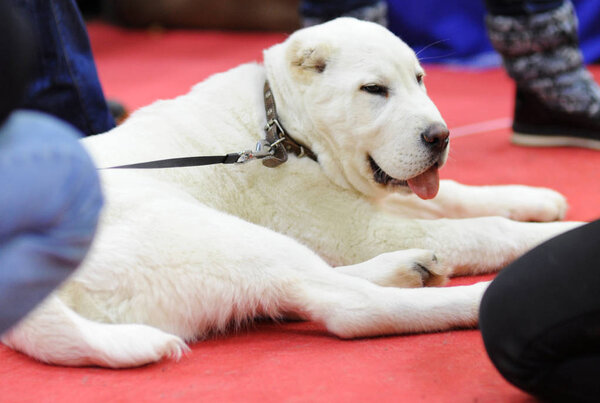 Central Asian Shepherd Dog at dog show, Moscow.