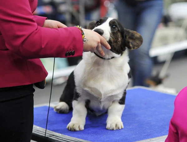 Galce Corgi köpek gösterisi, Moskova.