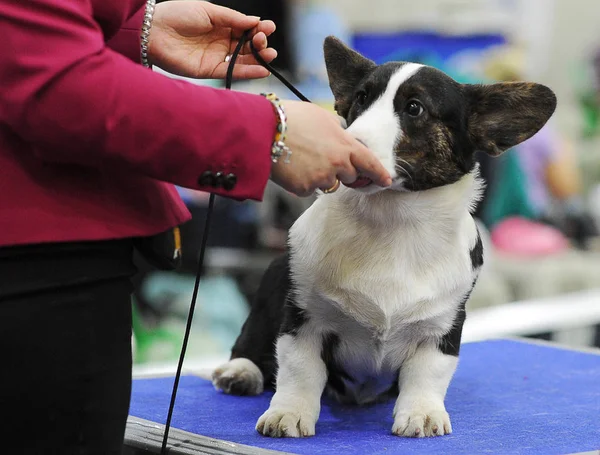 Galce Corgi köpek gösterisi, Moskova.