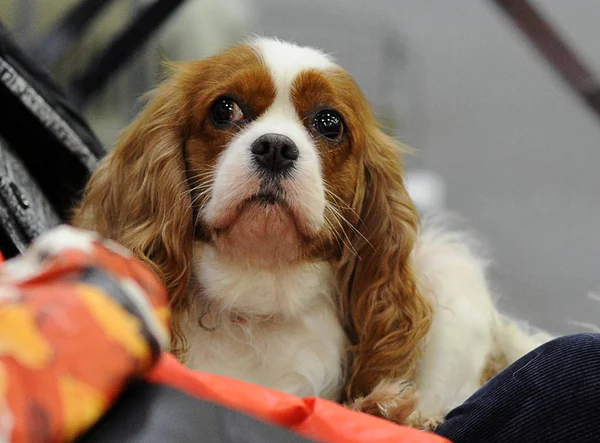 Cavalier King Charles Spaniel köpek göstermek, Moskova.