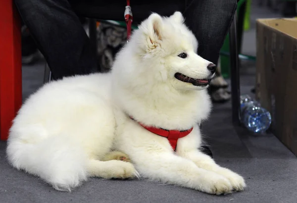 Samowar Auf Hundeausstellung Moskau — Stockfoto