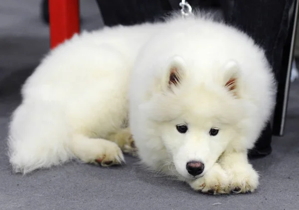 Samoyed Exposição Cães Moscou — Fotografia de Stock