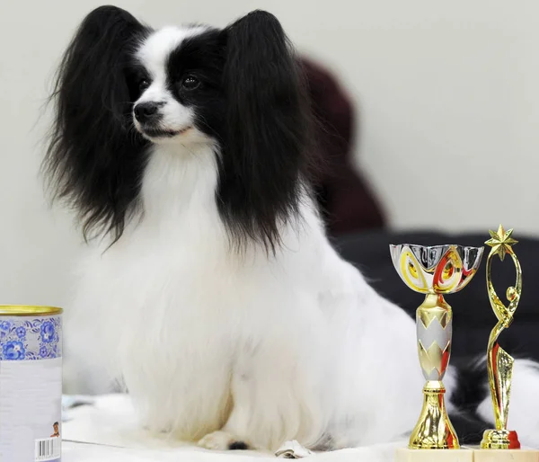 Kıta oyuncak İspanyol, dog show, Moskova.