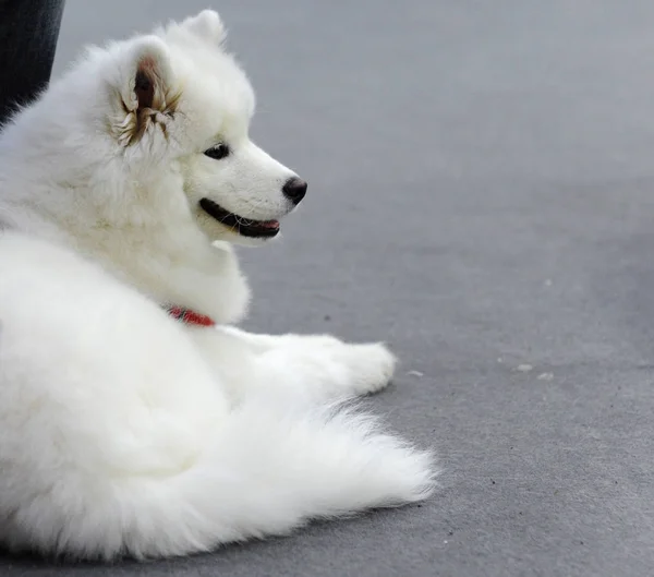 Samoyedo Exposición Perros Moscú —  Fotos de Stock