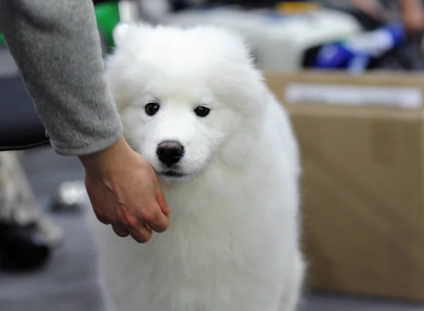 Samojeed Bij Hond Show Moskou — Stockfoto