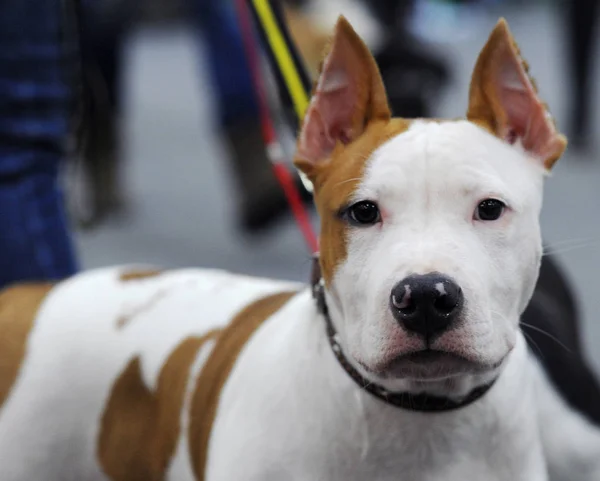 Americký Stafordšírský Teriér Dog Show Moskva — Stock fotografie