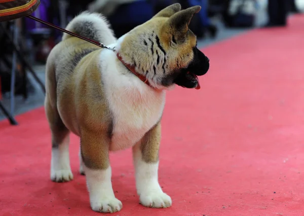 American Akita Auf Der Hundeausstellung Moskau — Stockfoto