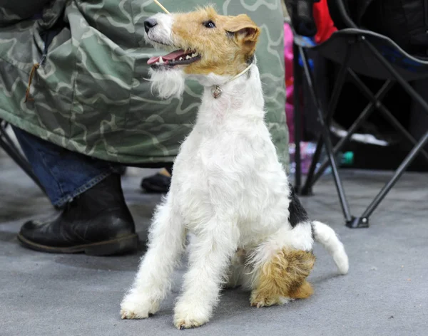 Wire Fox Terrier at dog show in Moscow.