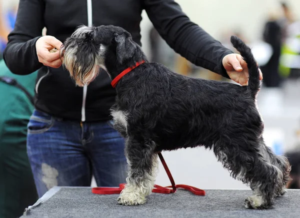 Minyatür Schnauzer köpek Moscow fuarında.