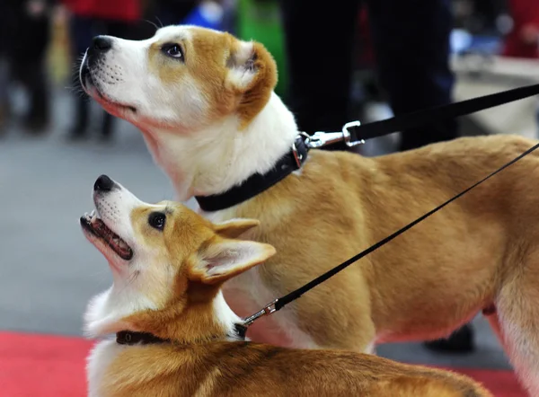Hundar Utställning Moskva — Stockfoto