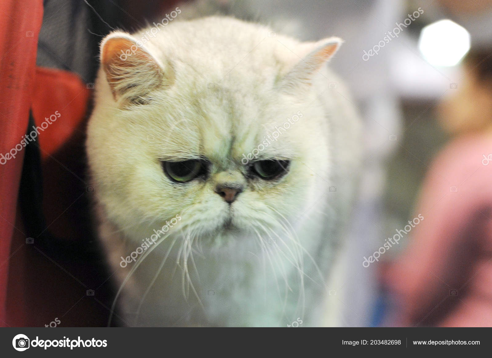 Exotic Shorthair Cat Show Moscow Stock Photo C Qwer230586 Yandex