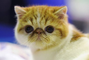 Moskova 'daki kedi gösterisinde egzotik Shorthair.