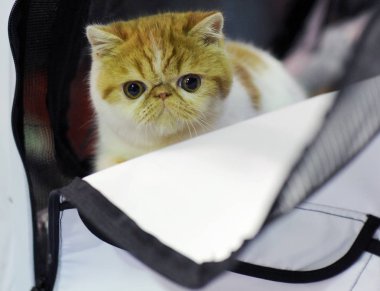 Moskova 'daki kedi gösterisinde egzotik Shorthair.