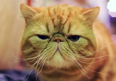 Moskova 'daki kedi gösterisinde egzotik Shorthair.