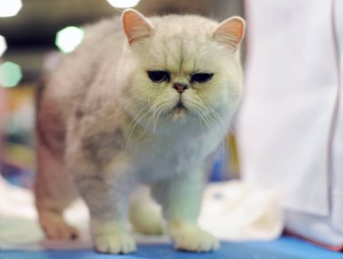 Moskova 'daki kedi gösterisinde egzotik Shorthair.