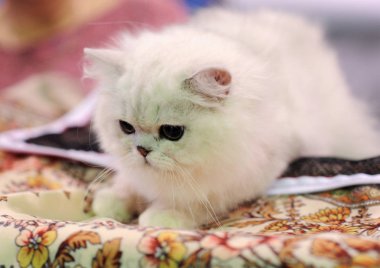 Moskova 'daki kedi gösterisinde Pers kedisi.