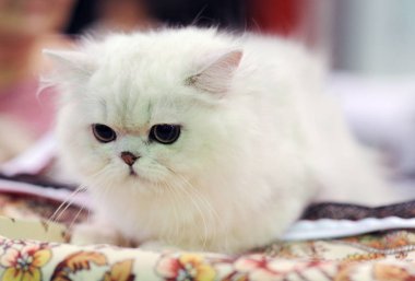 Moskova 'daki kedi gösterisinde Pers kedisi.