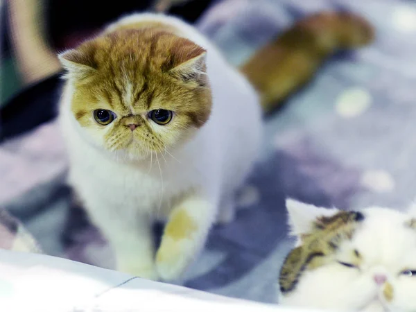 Exotic Shorthair Кіт Шоу Москві — стокове фото