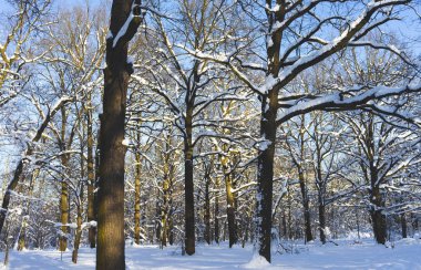 Karla kaplı Park açık bir gün batımında.