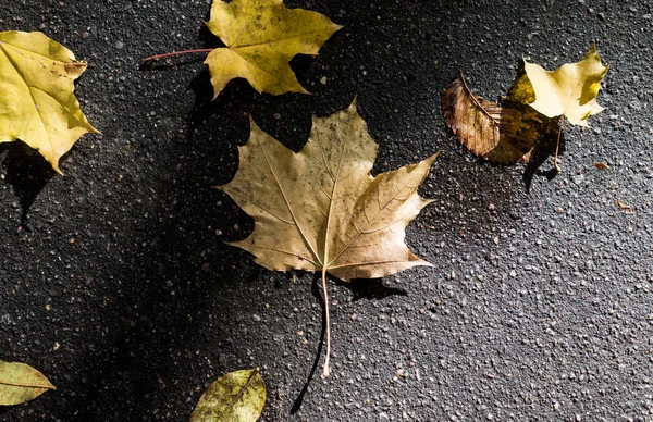 Žluté Listí Mokrém Asfaltu — Stock fotografie