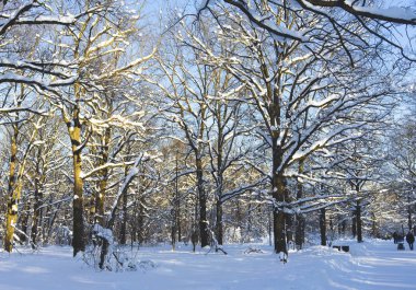 Karla kaplı Park açık bir gün batımında.