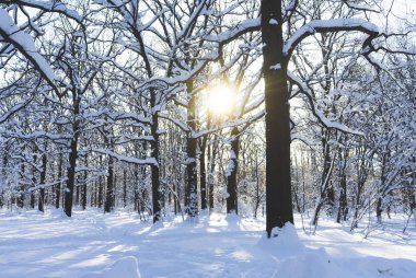 Karla kaplı Park açık bir gün batımında.
