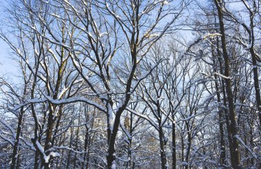 Karla kaplı Park açık bir gün batımında.