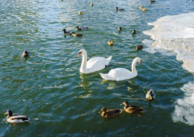 Açık bir kış gününde bir ördek sürüsü ve iki beyaz kuğu gölette.