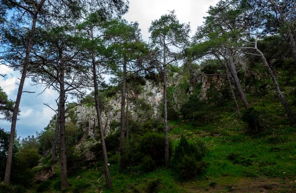 Cedros Densa Floresta Ilha Chipre Dia Claro Verão — Fotografia de Stock