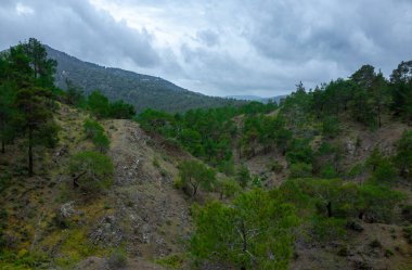 Orta Kıbrıs dağlarında güneşli bir yaz gününde ormanla kaplı yeşil tepeler.